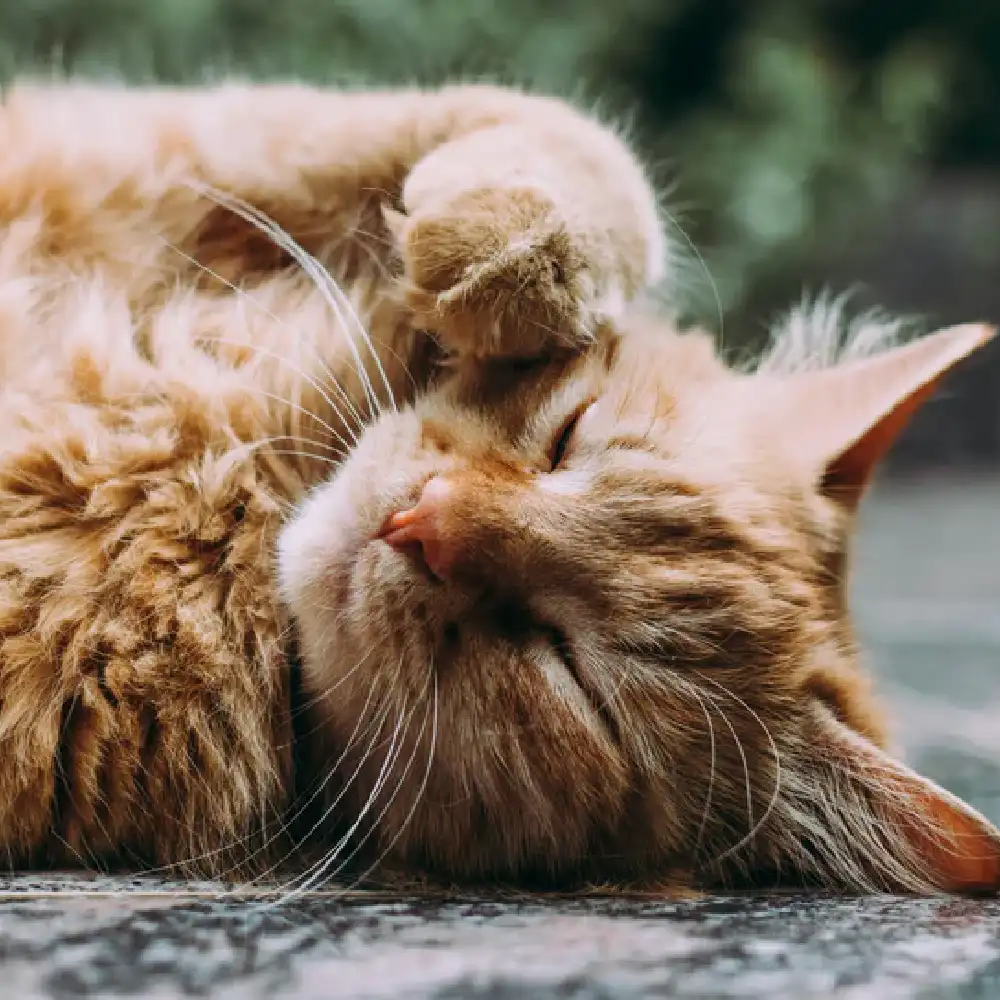 The BOO Care, dopolnilni priboljški za mačke (90 priboljškov)